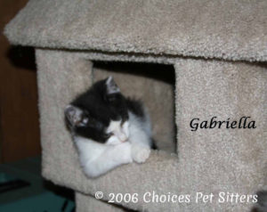 The Pet Gallery - Gabriella