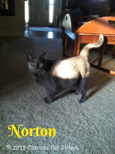 Pet Gallery - Norton