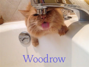 Pet Gallery - Woodrow