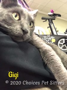 Gigi 